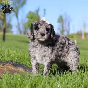 Roxy, Newfypoo Puppy